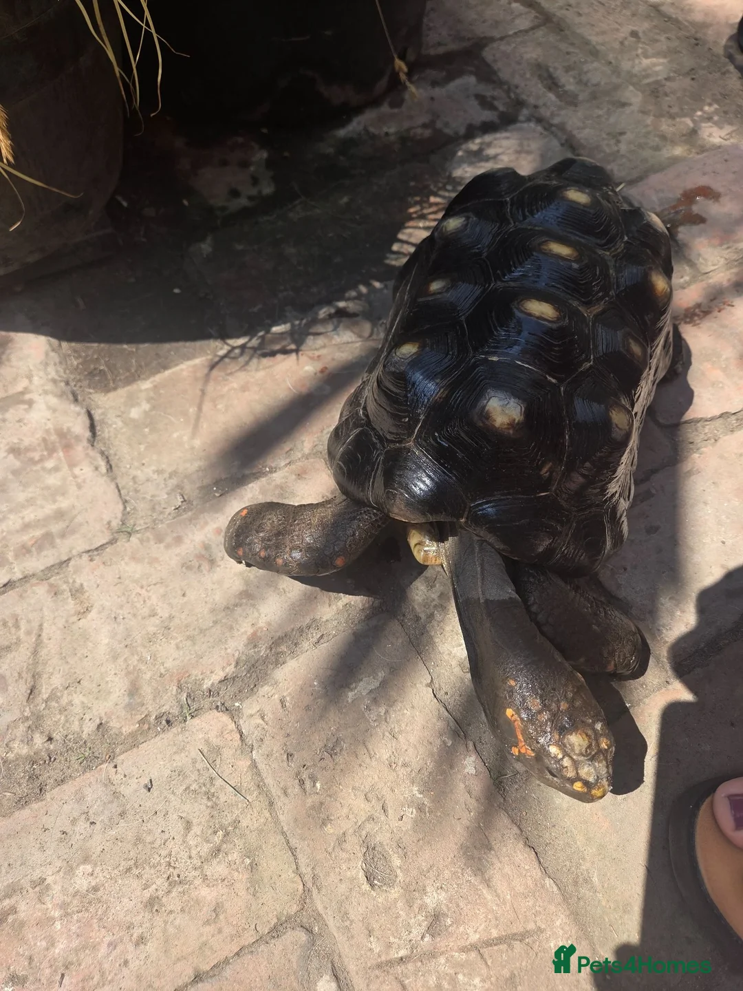Tortoise reptiles for sale: Adult male red foot tortoise (20 years old) - Advert 2