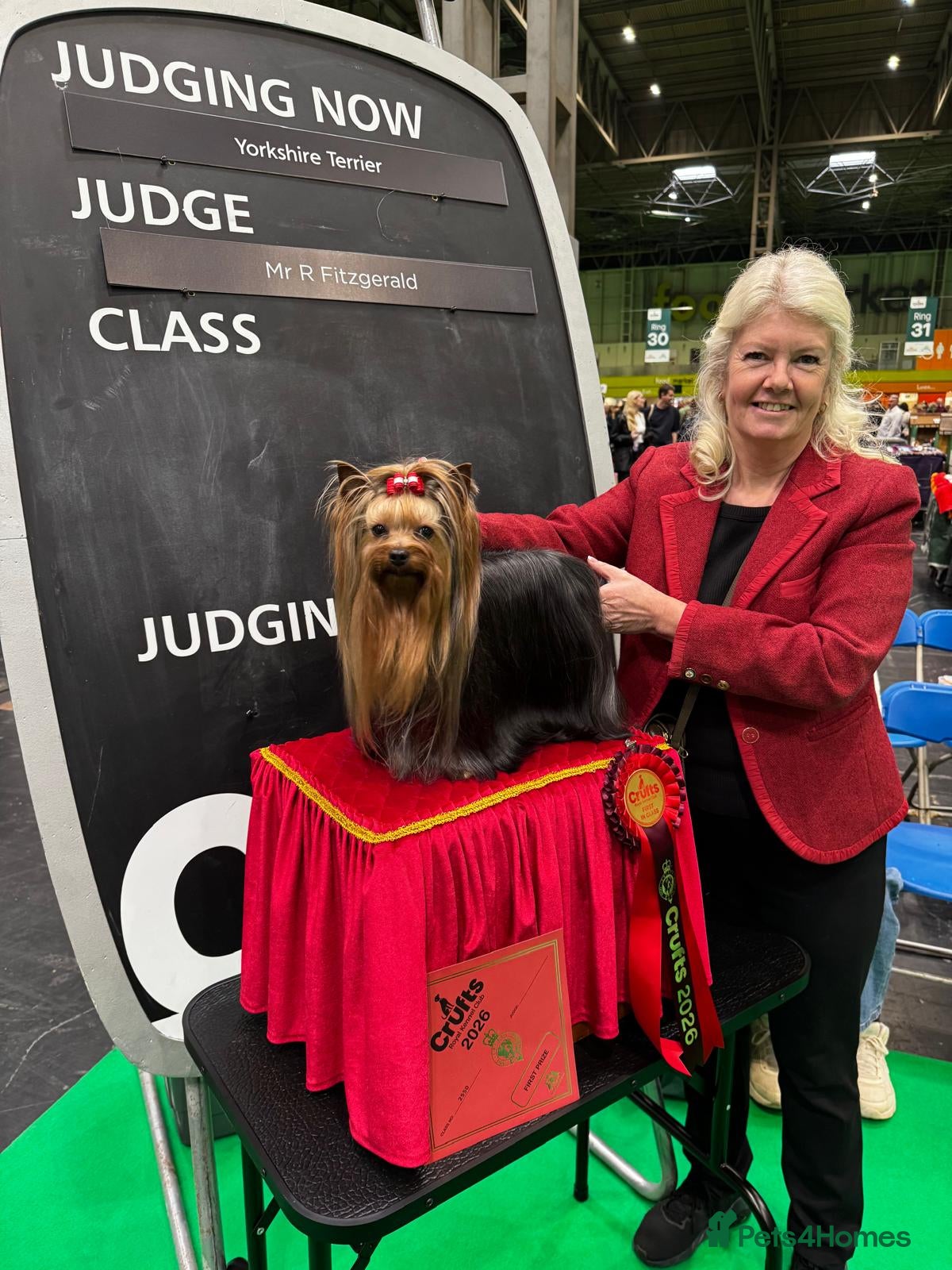 Yorkshire Terrier dogs Kennel Club Champion lines Females - Advert 2