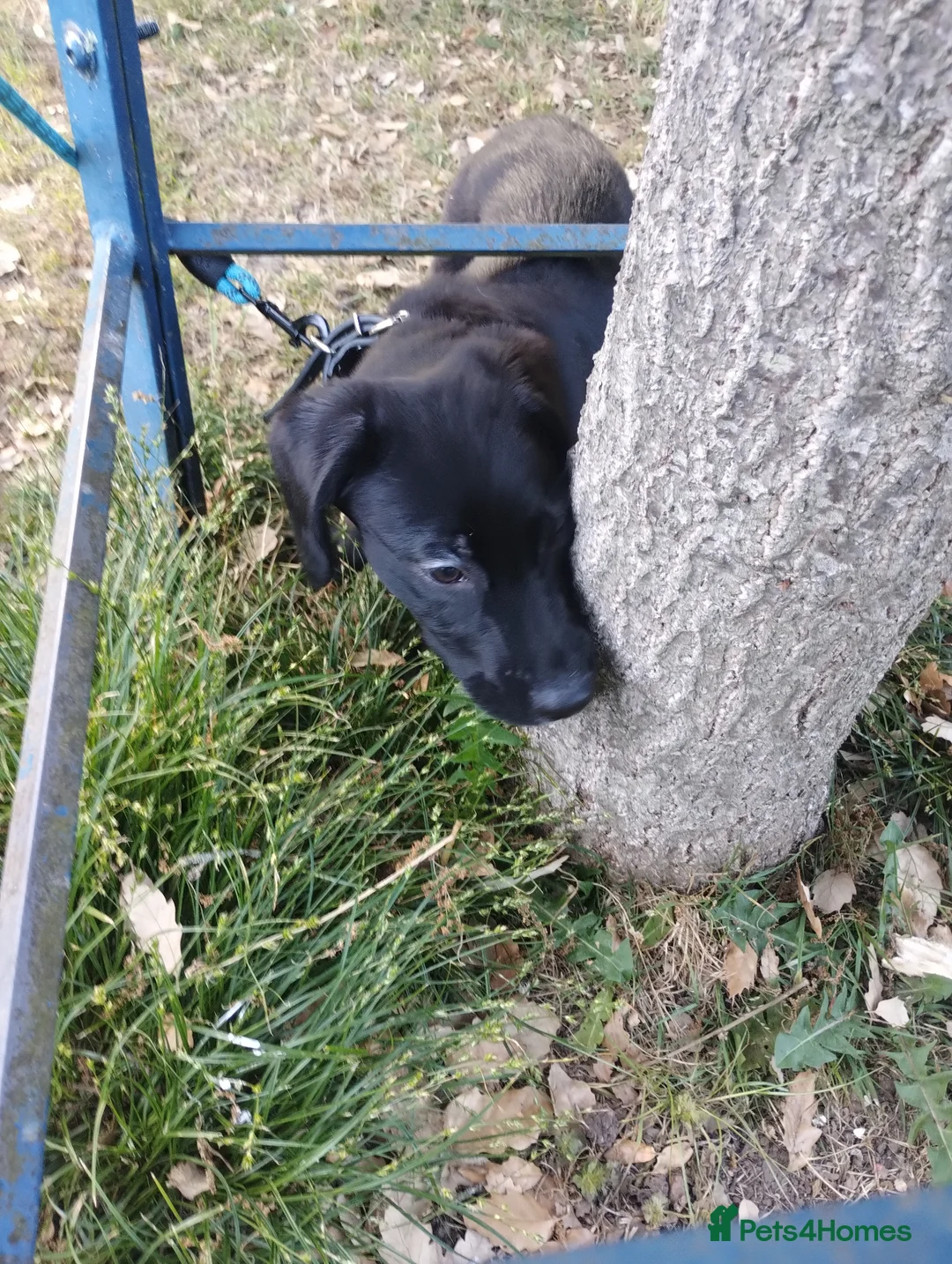 Mixed Breed dogs for sale: Miniature Marvel: 12-Week-Old Male Border Collie  - Advert 6