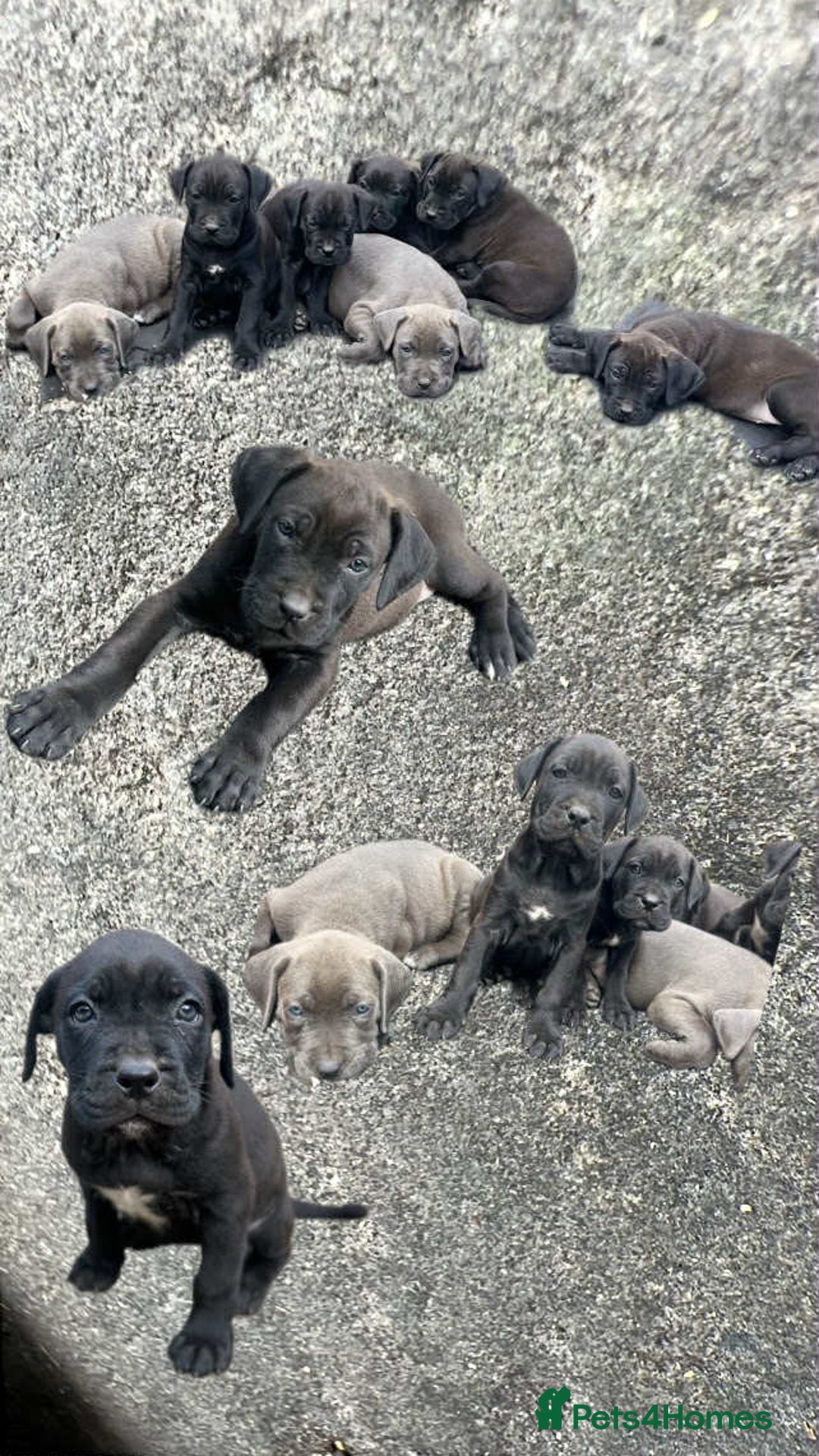 Mixed Breed dogs for sale: Wf17 7JH  - Image 4