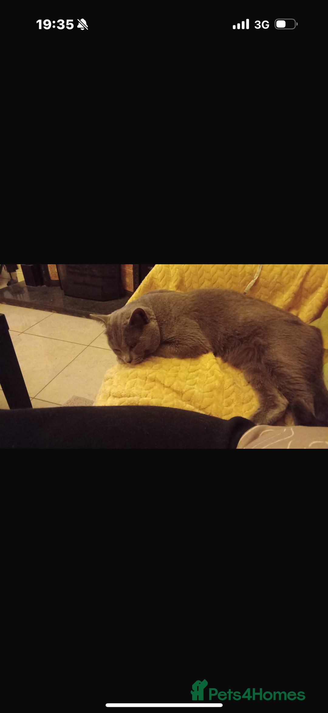 Ragdoll cats for sale: Beautiful Grey Male Cat for Re-Homing - Image 5