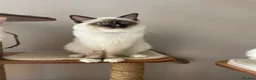 Ragdoll cats for sale: GCCF registered Ragdolls - Advert 27