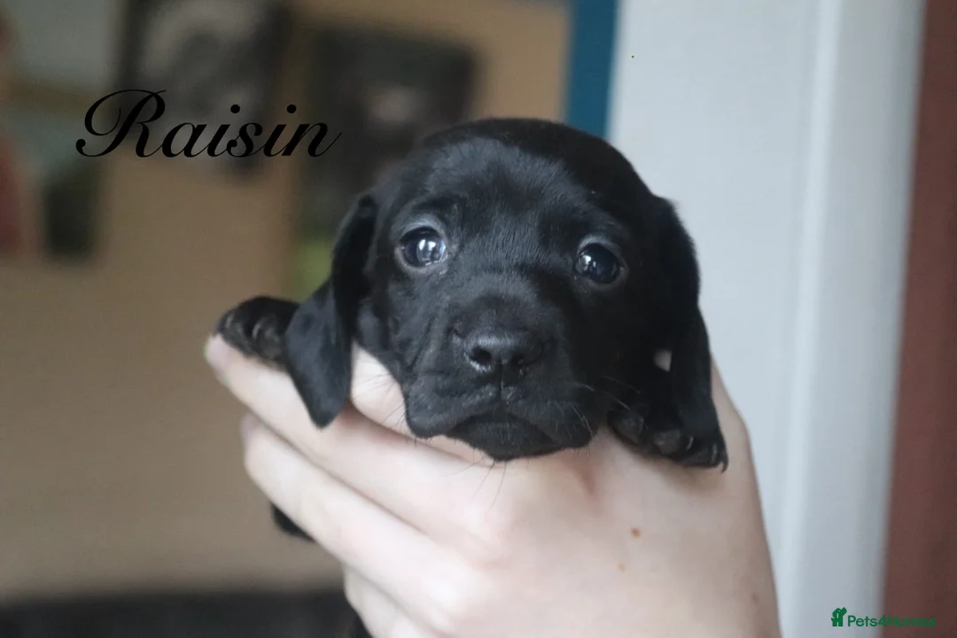 Miniature Dachshund dogs for sale: Mini Dachshunds❤️ - Advert 3