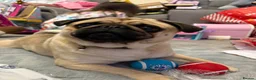 Pug dogs for sale: Fawn pug  - Advert 5