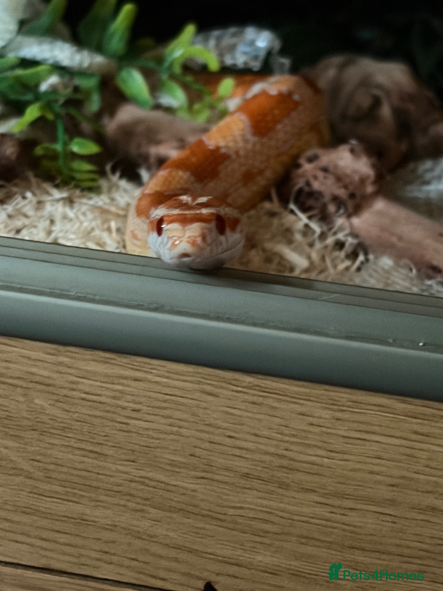 Corn Snake reptiles Corn snake - Advert 2