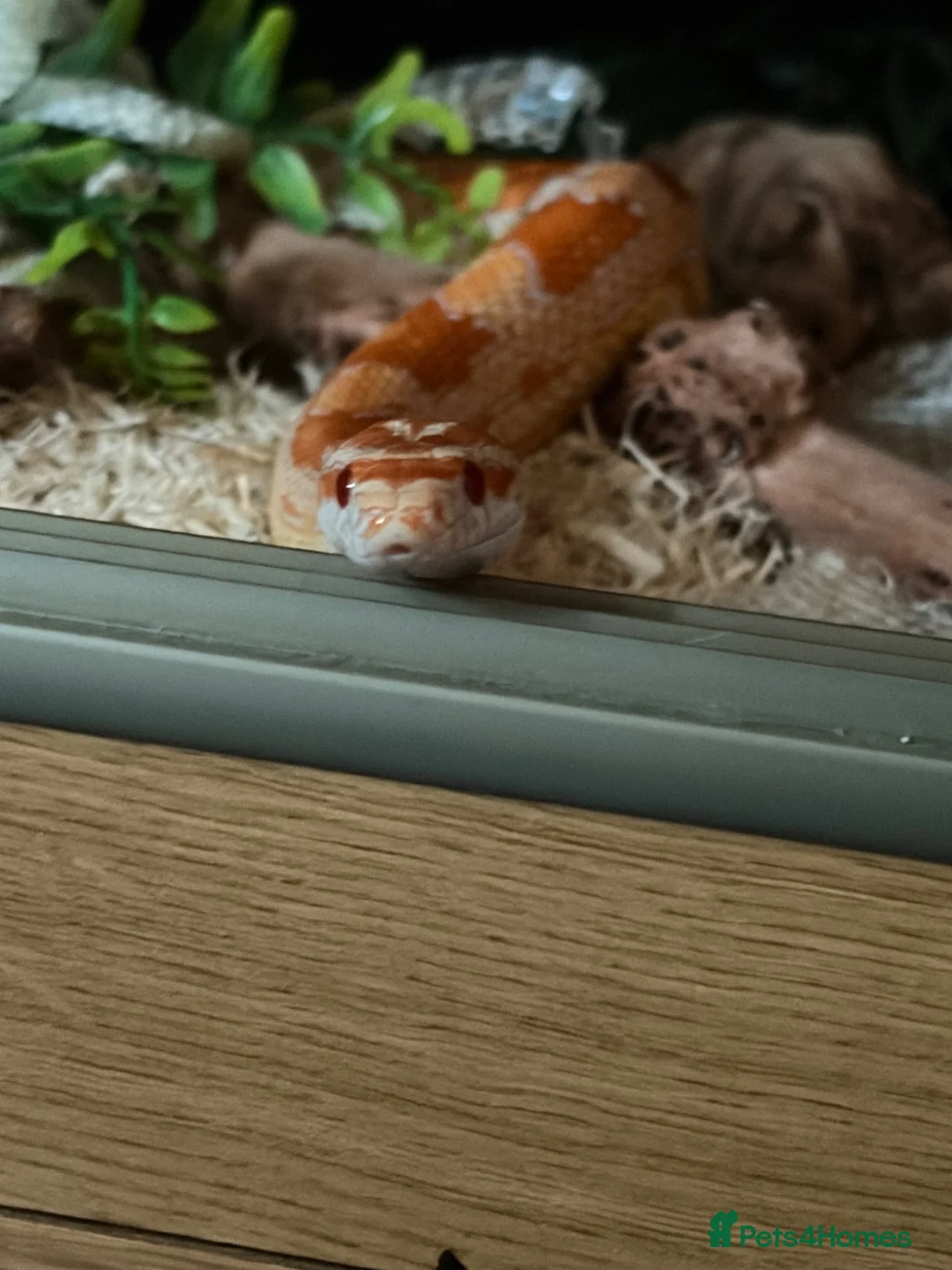 Corn Snake reptiles for sale: Corn snake in Stanley - Advert 1