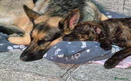 Staffordshire Bull Terrier dogs for sale: 4 female staffy pups - Image 4