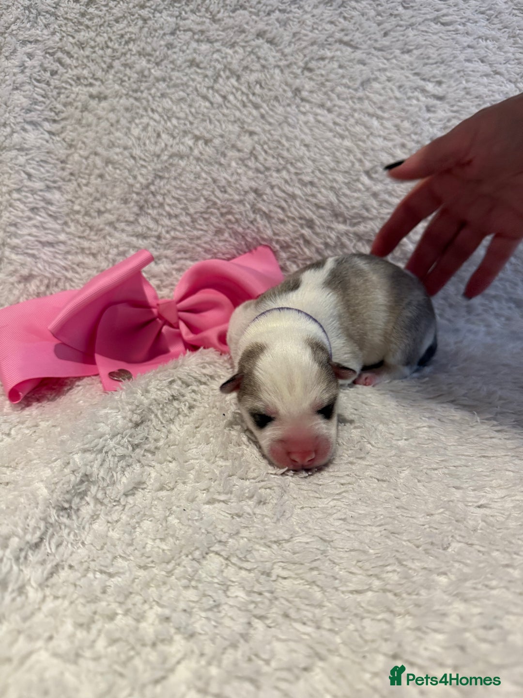 Siberian Husky dogs for sale: Beautiful Siberian Husky Puppies Ready to Reserve - Advert 19