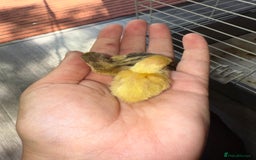 Quail poultry for sale: 2 day old quails £20 for all 5  - Image 5