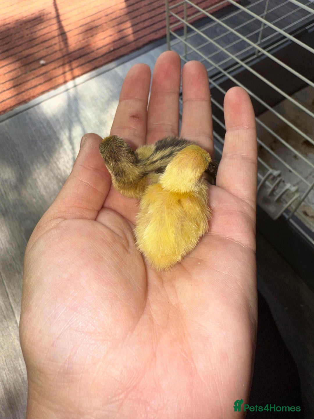 Quail poultry for sale: 2 day old quails £20 for all 5  - Image 5