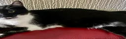 Turkish Angora cats for sale: Turkish angora mix - Advert 2