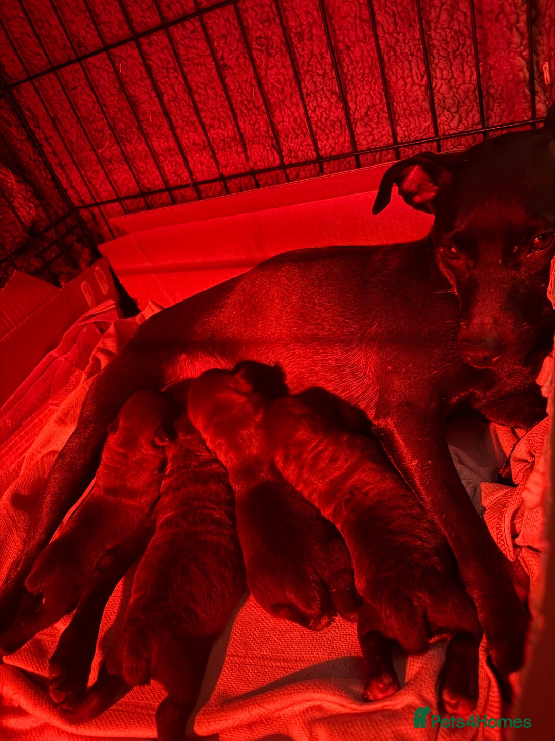 Patterdale Terrier dogs for sale: Patterdale puppies for sale. - Advert 7