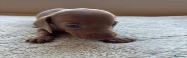 Dachshund 4