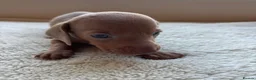 Dachshund dogs for sale: Standard Dachshund Puppies in Eye - Advert 9