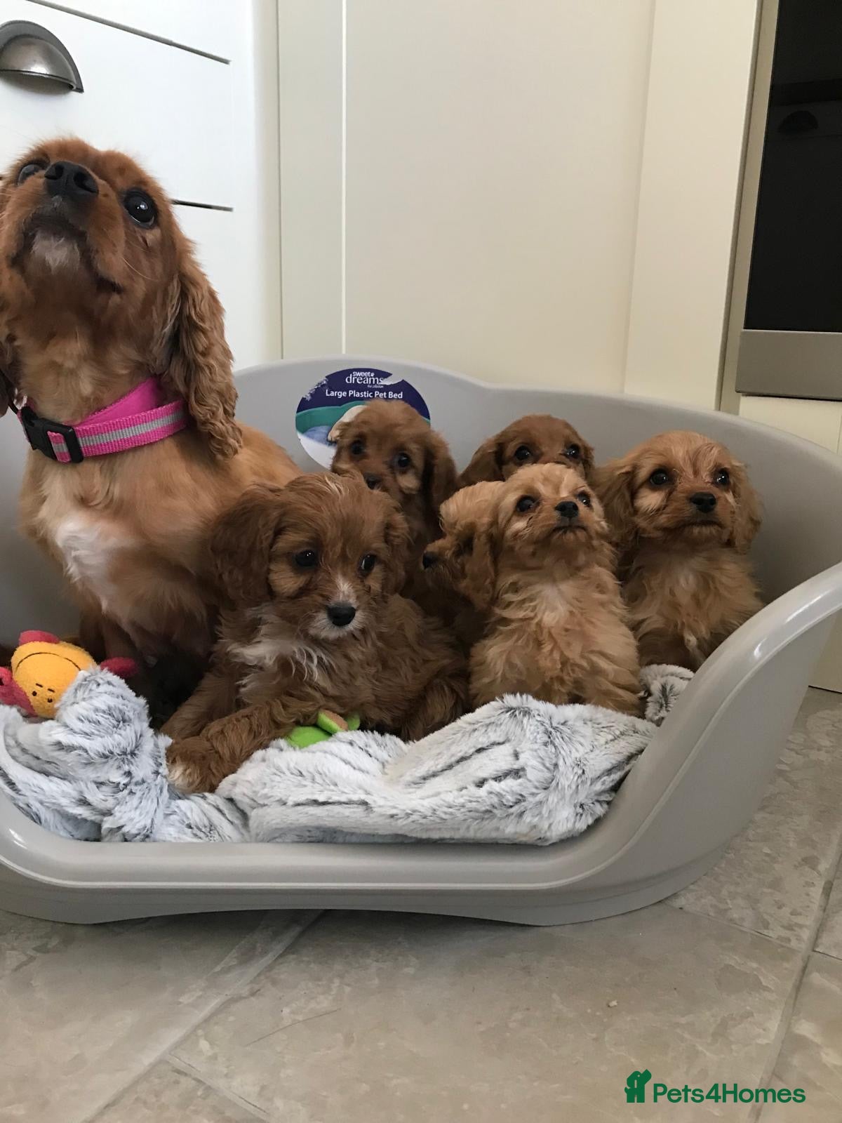 Cavapoo dogs Beautiful cavapoo puppies  - Advert 1