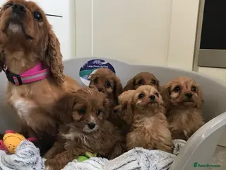 Cavapoo dogs Beautiful cavapoo puppies - Advert 1