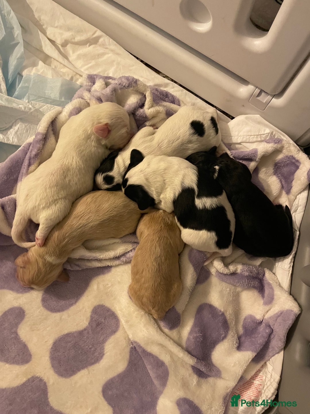 Mixed Breed dogs for sale: Cavachon x sprolli  - Advert 3