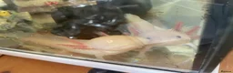 Other/Mixed Breed fish for sale: Axolotls for sale in Walsall - Advert 4