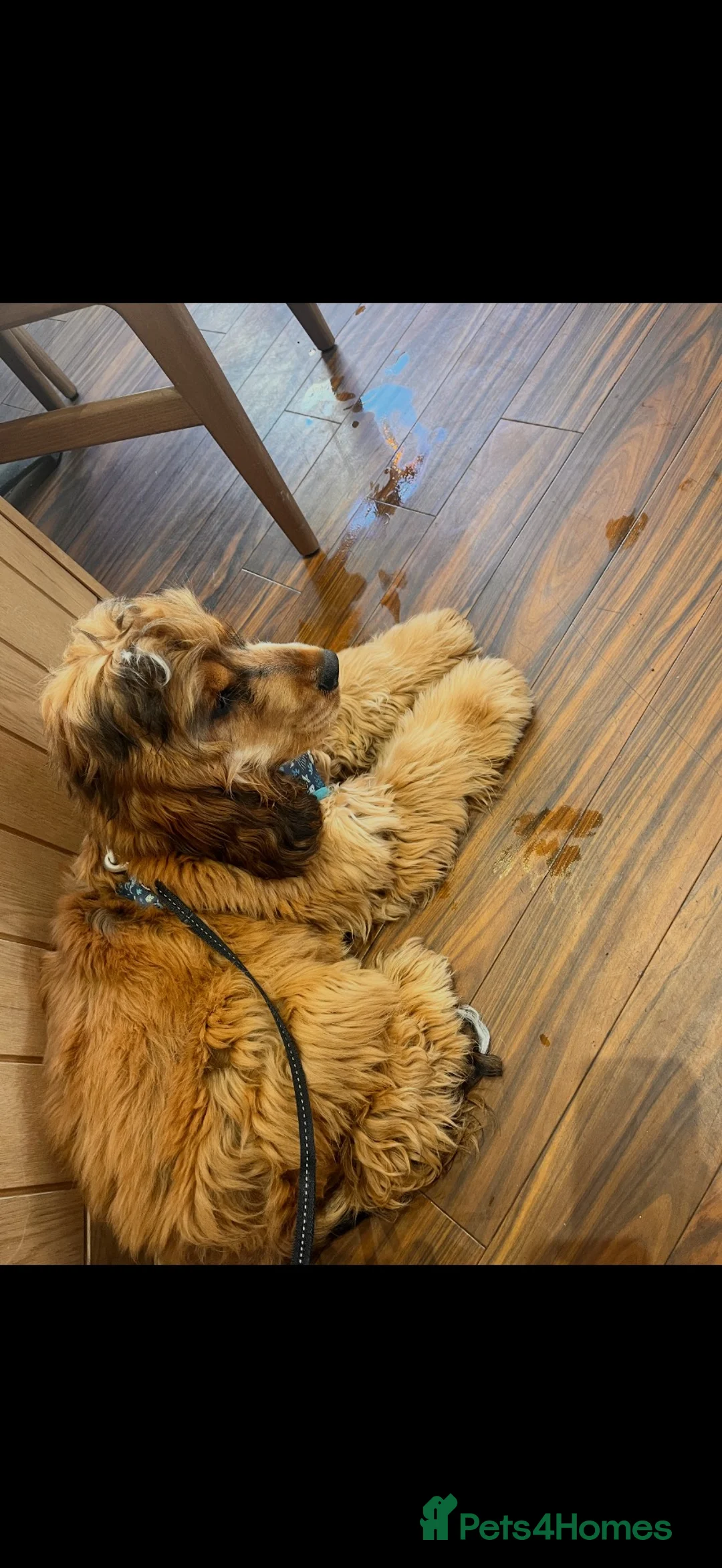 Cocker Spaniel dogs for sale: KC Registered Sable Roan & Tan boy - Advert 2