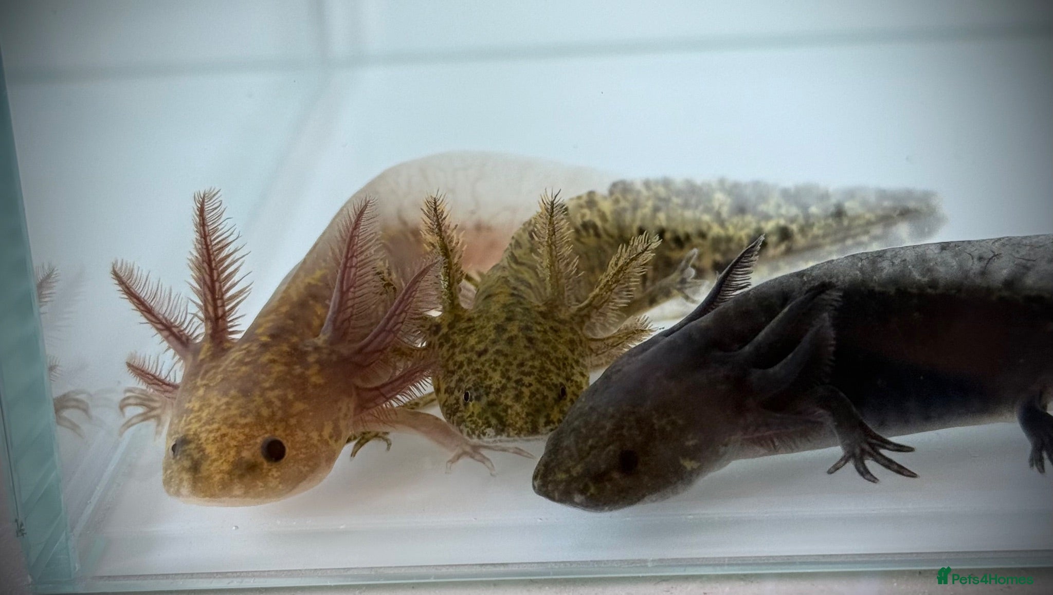 Axolotl reptiles Axolotl juveniles - Advert 4