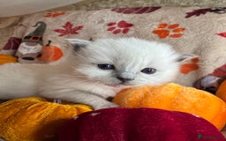 Ragdoll cats for sale: 🏆 gccf ragdoll grand champion kittens 🏆 - Image 7