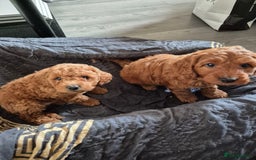 Cockapoo dogs for sale: Gorgeous Cockapoo For Sale - Image 15