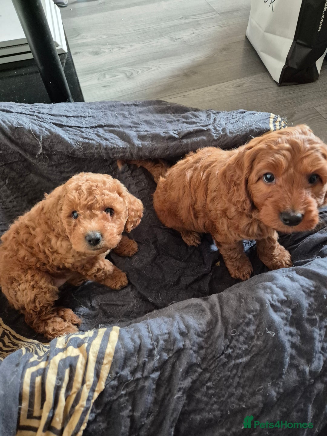 Cockapoo dogs for sale: Gorgeous Cockapoo For Sale - Image 15