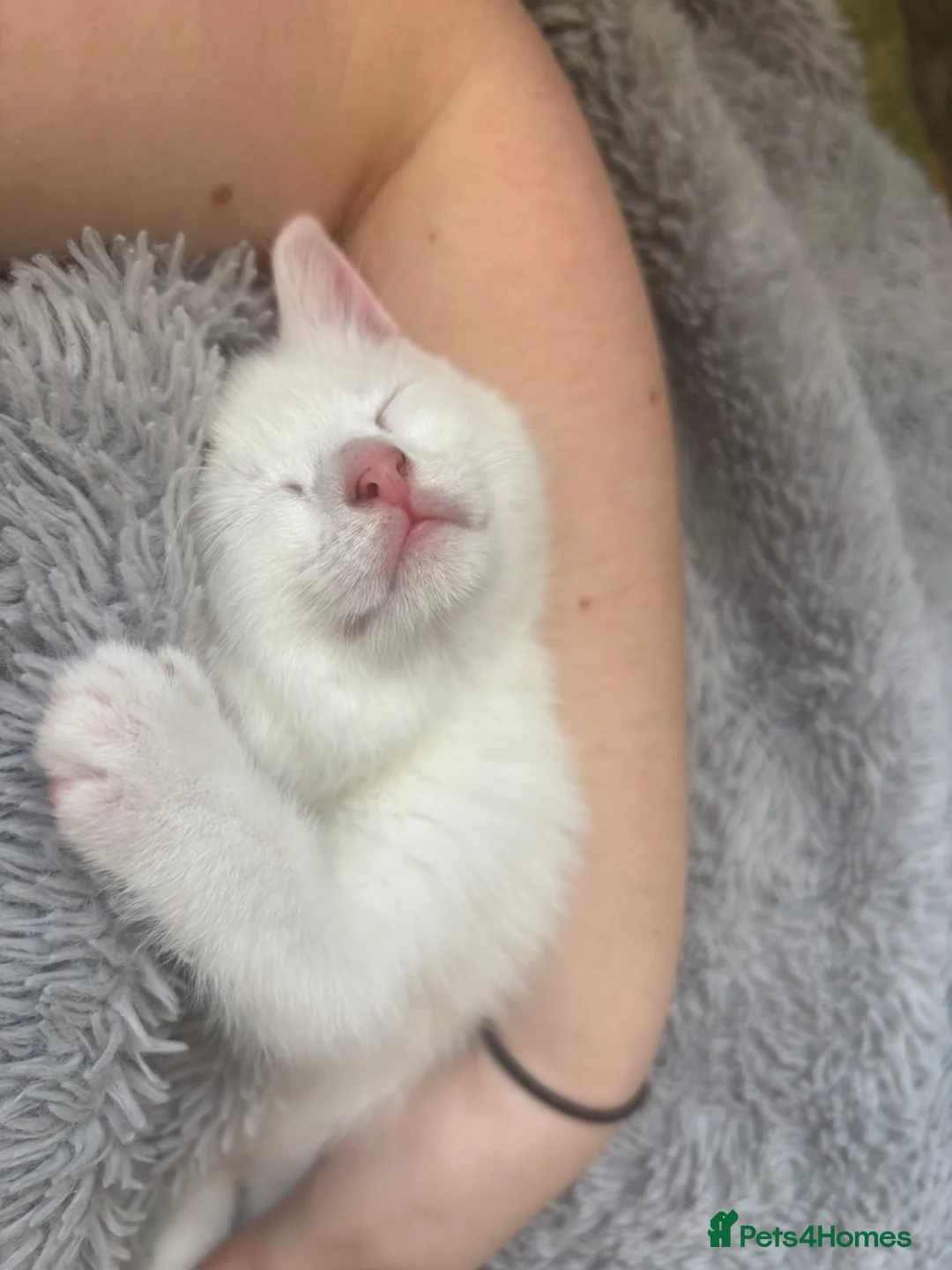 Mixed Breed cats for sale: 1 white boy left - Advert 2