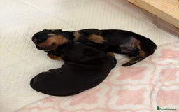 Miniature Dachshund dogs for sale: Miniature Black and Tan Daschund puppies for sale - Image 2