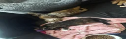 Mixed Breed cats for sale: Tabby girl left to find home - Advert 3