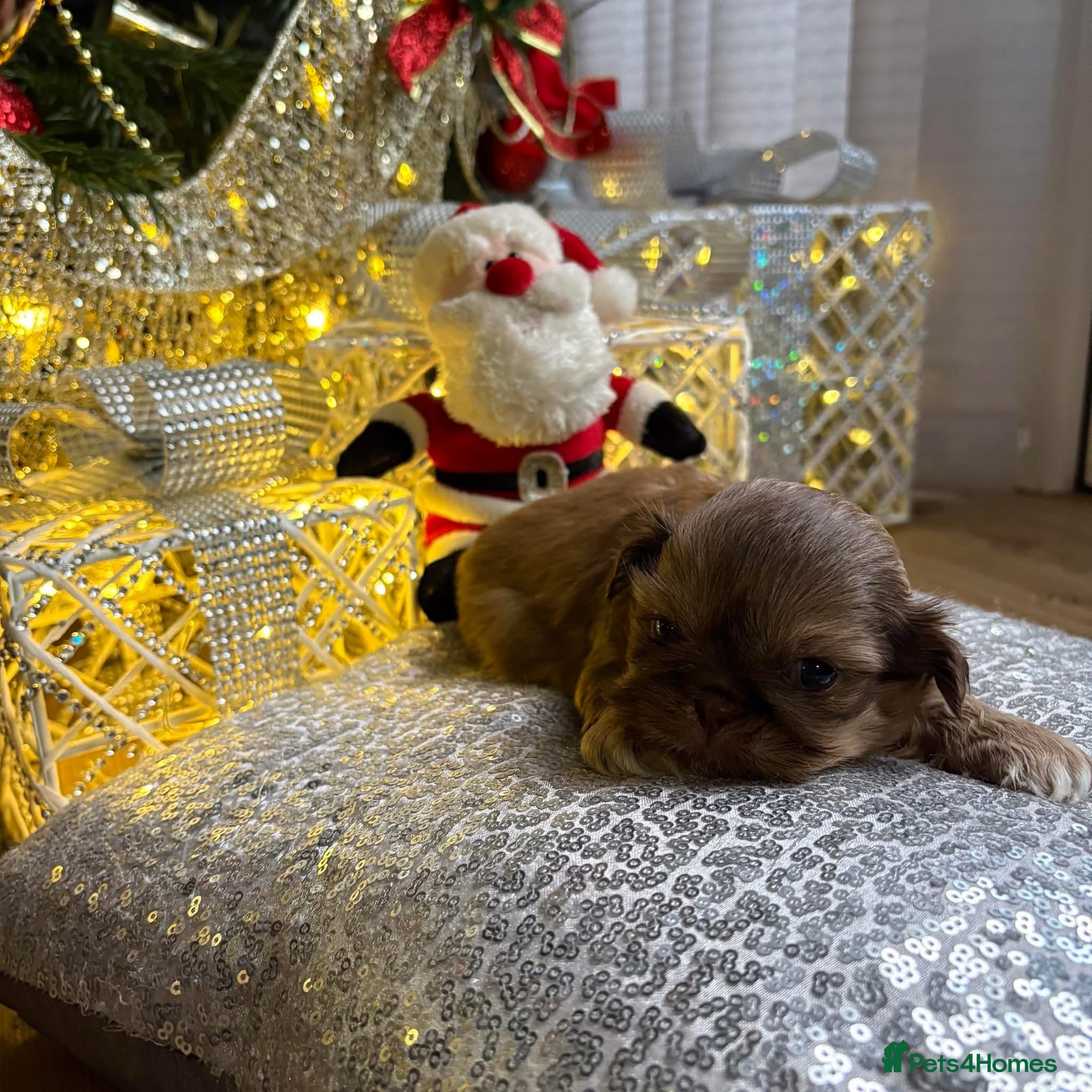 Shih Tzu dogs 4 beautiful stunning lilac shih tzu puppies  - Advert 1