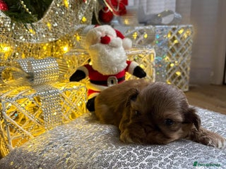 Shih Tzu dogs 4 beautiful stunning lilac shih tzu puppies - Advert 1