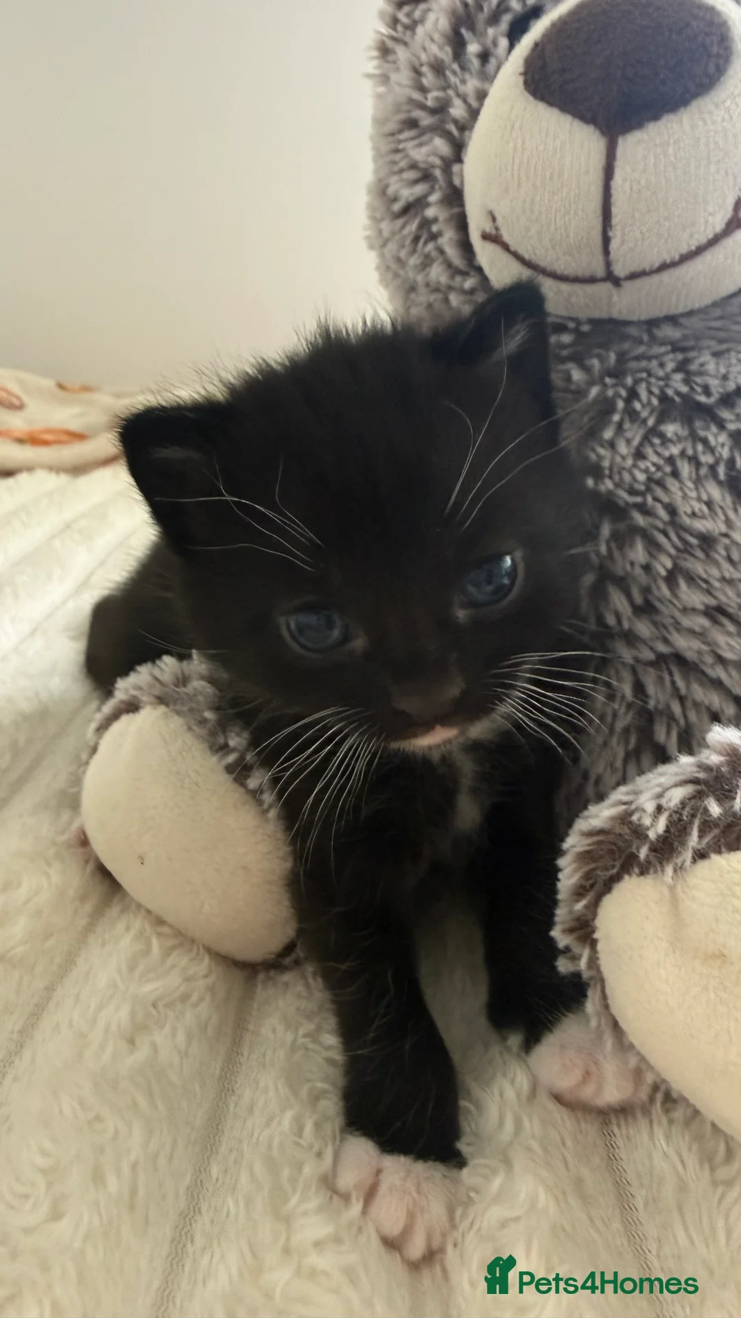 Mixed Breed cats for sale: Kittens  - Advert 2