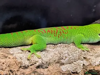 Gecko reptiles 2 x Madagascan Giant Day Gecko's - Advert 1