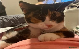 Domestic Shorthair cats for sale: 2 Female Kittens  - Image 11