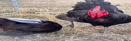 Chickens poultry for sale: Jersey giant pair 2025 hatched  - Advert 4