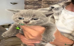 Brazilian Shorthair cats for sale: British Shorthair kittens (chunky pedigrees) - Image 16