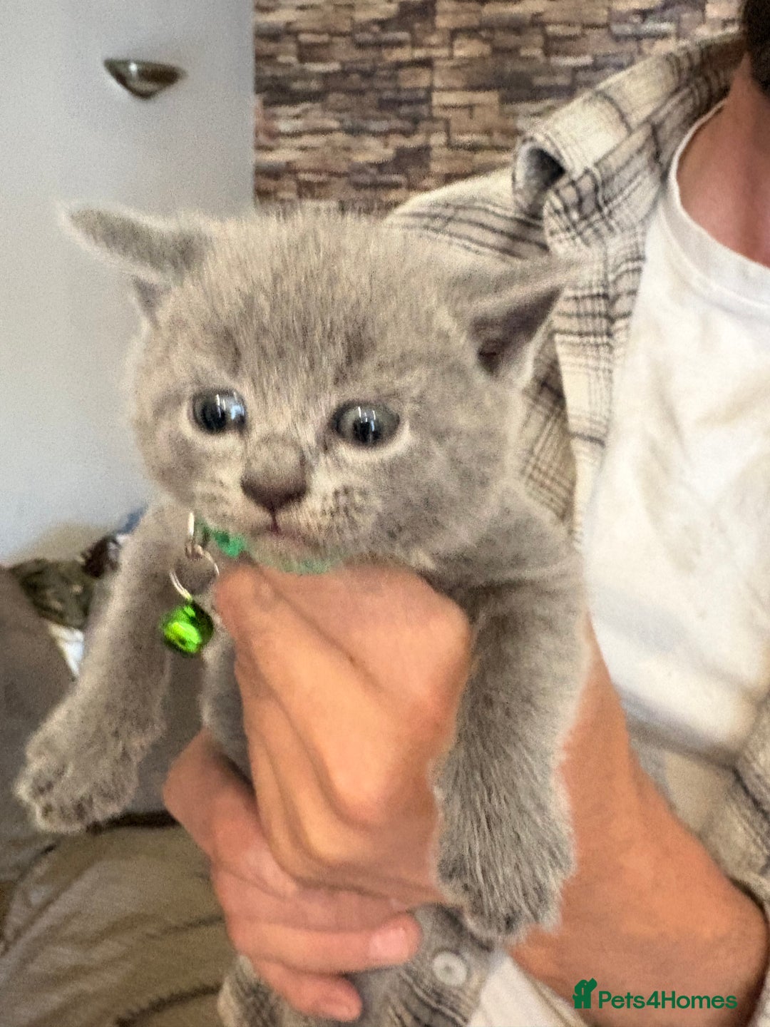 Brazilian Shorthair cats for sale: British Shorthair kittens (chunky pedigrees) - Image 16