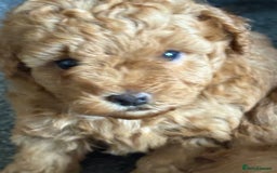Yorkiepoo dogs for sale: Tiny adorable yorkiepoo puppies - Image 5