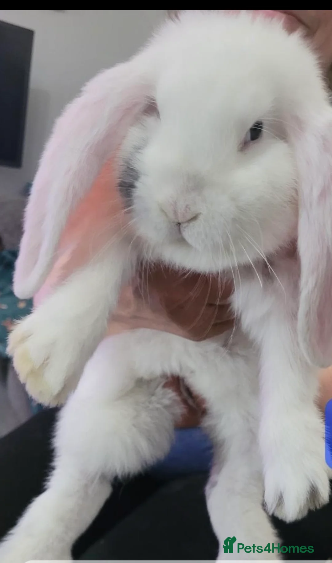 French Lop rabbits for sale: French lop in Birmingham - Advert 1