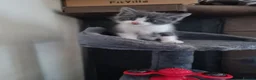 Mixed Breed cats for sale: Beautiful Plush, Fluffy Kittens - RAGBRITS CROSS - Advert 5