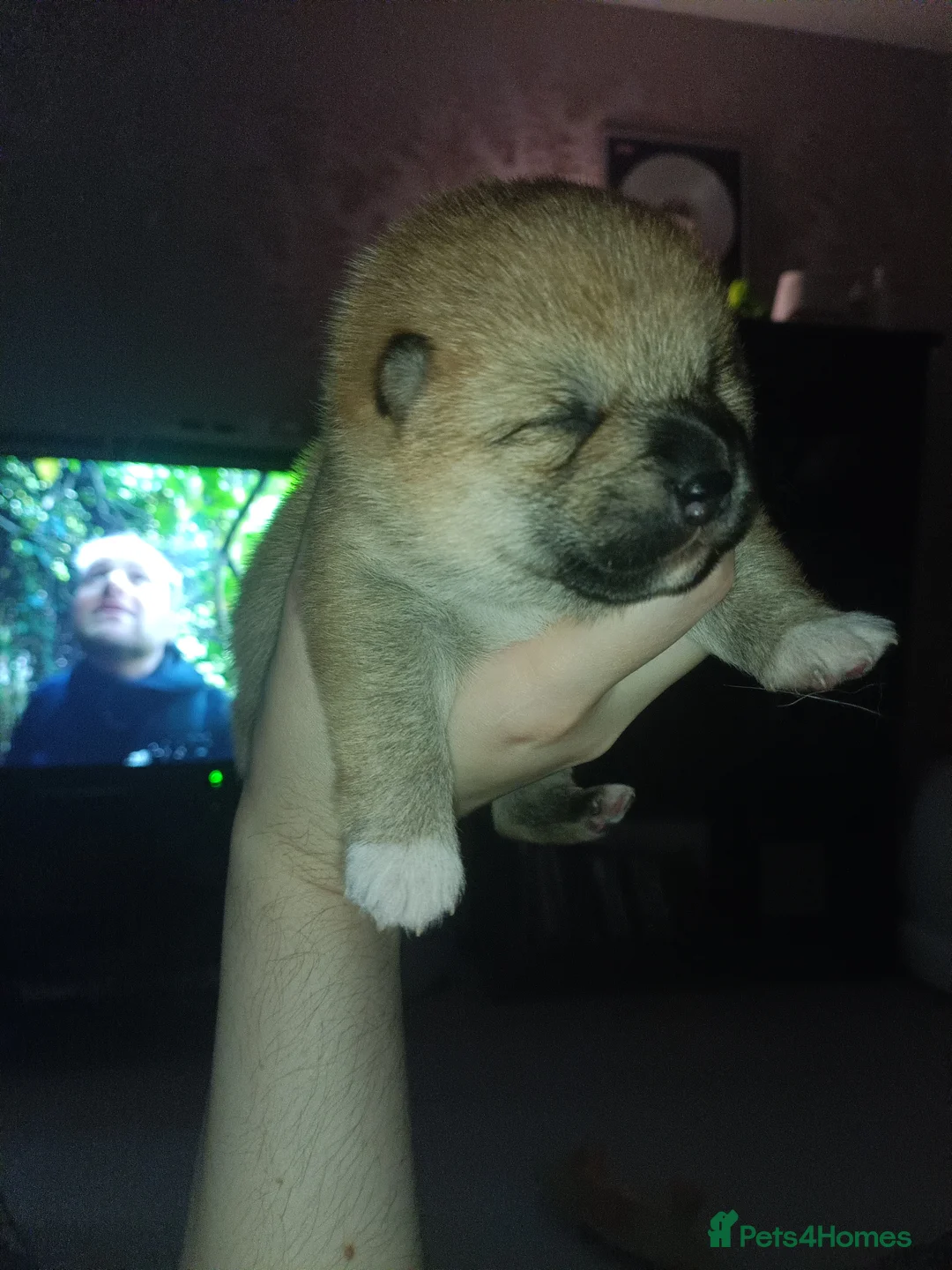 Mixed Breed dogs for sale: 3/4 Japanese Shiba Inu - Advert 9