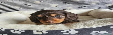 Miniature Dachshund 1