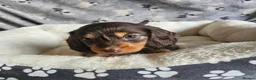 Miniature Dachshund dogs for sale: Beautiful Miniature Dachshund Puppies - Advert 9
