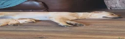 Goldador dogs for sale: Goldador female  in Norwich - Advert 13