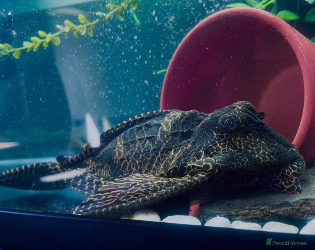 Plecos fish for sale: Pleco needs a new home  - Advert 1