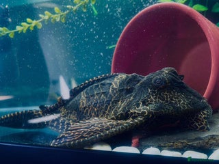Plecos fish Pleco needs a new home - Advert 1