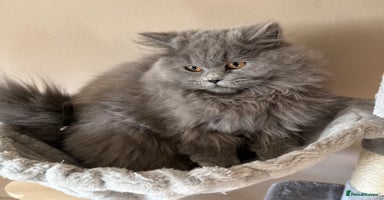 British Shorthair cats - Advert 2
