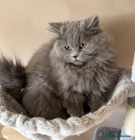 British Shorthair cats - Advert 2