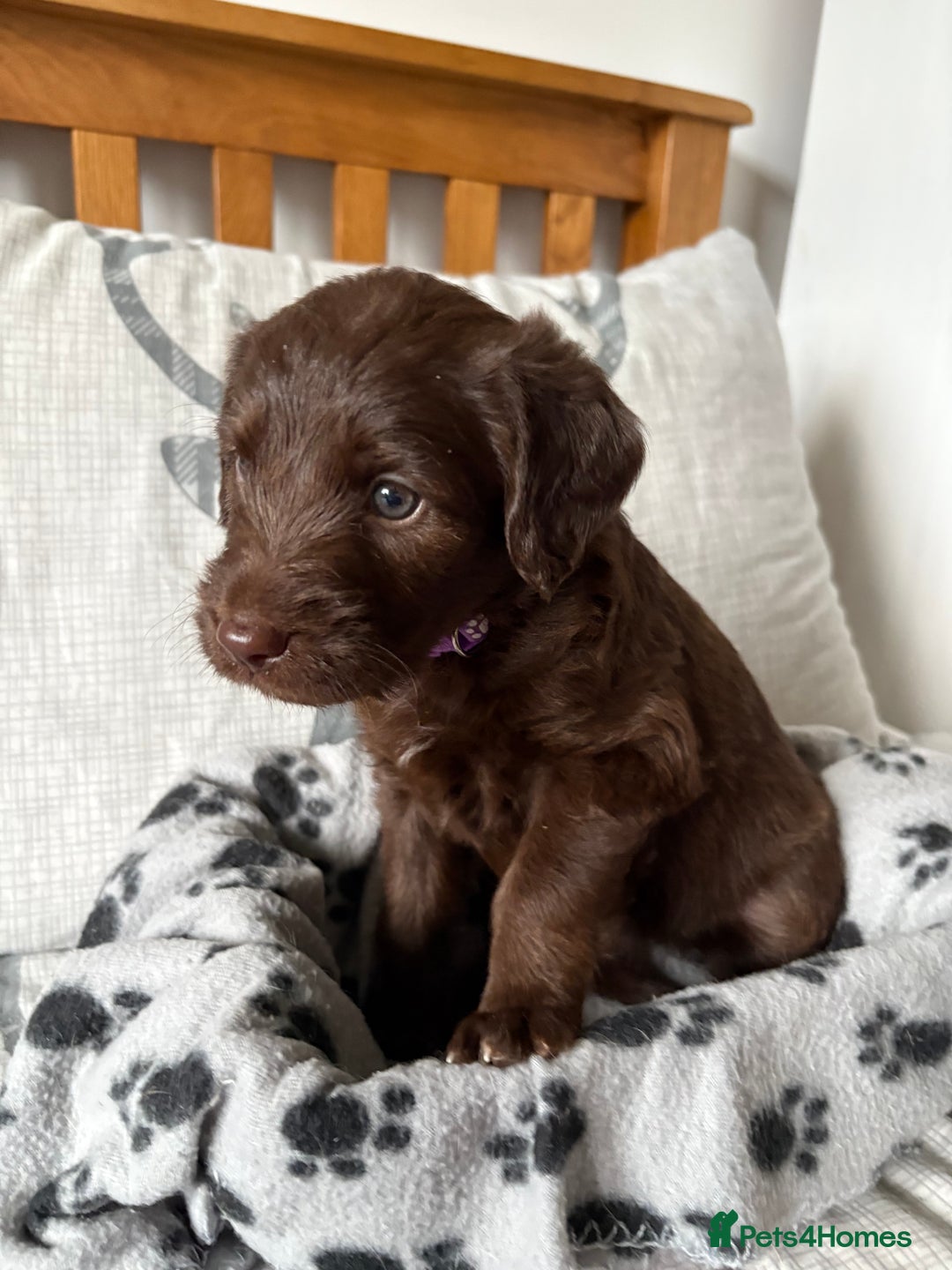 Labradoodle dogs for sale: Stunning Labradoodle Puppies  - Advert 21
